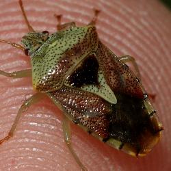 Elasmucha grisea